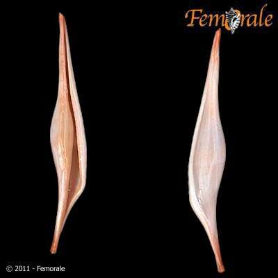 Image of Spindle Cowries