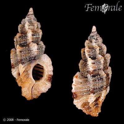 Image of Murex Snails