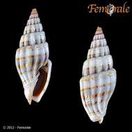 Vexillum intertaeniatum (G. B. Sowerby II 1874) resmi