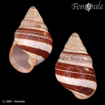 Image de Achatinella