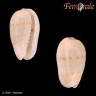 Image of Cystiscidae Stimpson 1865