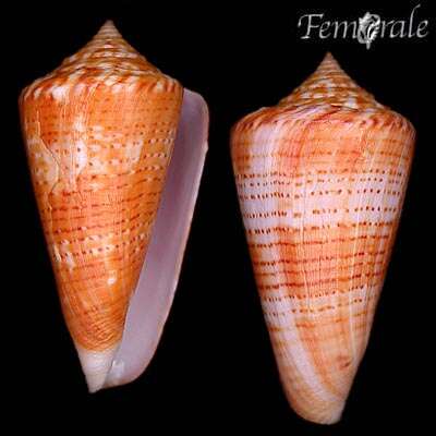 Image of Conus xanthocinctus Petuch 1986