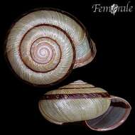 Image of bush snails