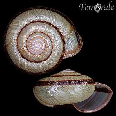 Image of bush snails