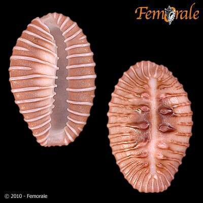 Image of <i>Trivia costipunctata</i> (Sowerby 1870)