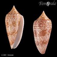 Image of cone snails