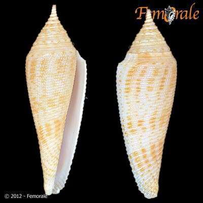 Conasprella Thiele 1929的圖片