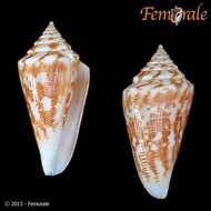 Image of cone snails