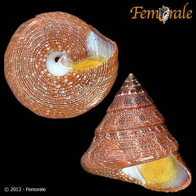 Image of Calliostomatidae Thiele 1924