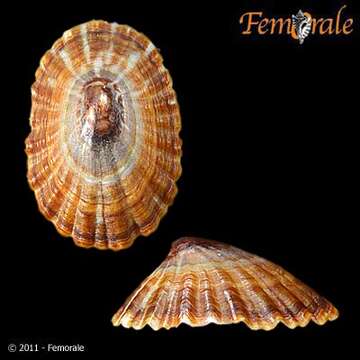 Image of Nacellidae Thiele 1891