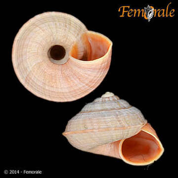 Image of Pomatiidae