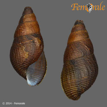 Image of unclassified Gastropoda
