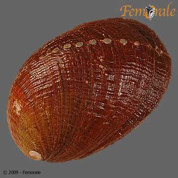 Image of Haliotoidea Rafinesque 1815