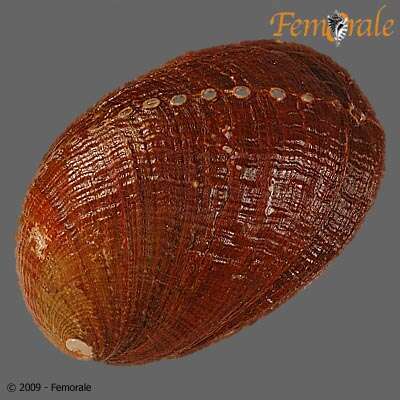 Image of Haliotoidea Rafinesque 1815