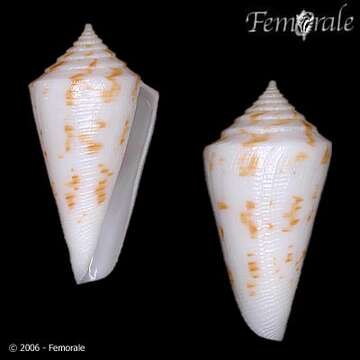 Image of cone snails