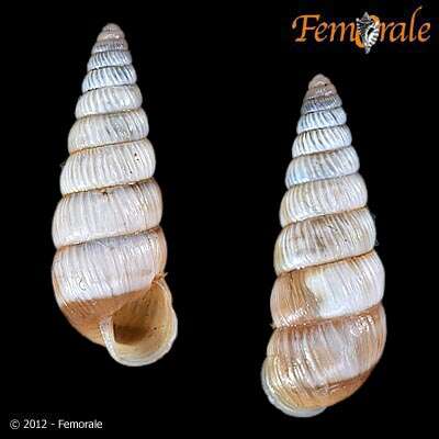 Image of bush snails