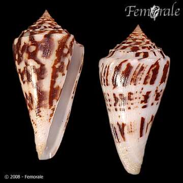 Image of Conasprella Thiele 1929