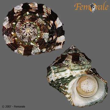 Image of turban snail