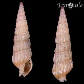 Image of Needle Whelks