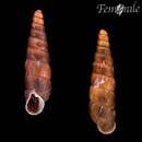 Image of Tree snail