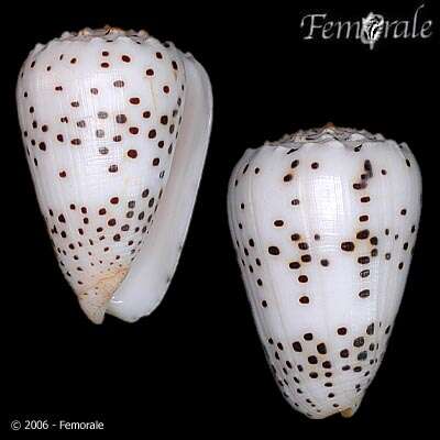 Image of cone snails