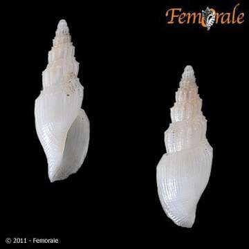 Image of Belomitridae Kantor, Puillandre, Rivasseau & Bouchet 2012