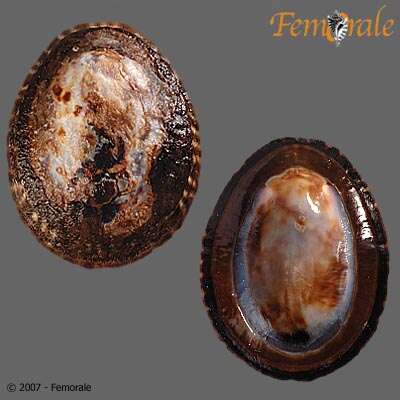 Image of tortoiseshell limpets