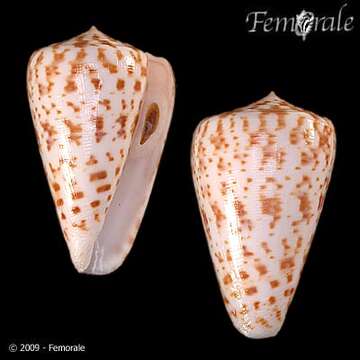 Image of Conus Linnaeus 1758