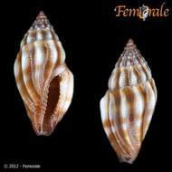 Mangeliidae P. Fischer 1883的圖片