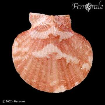 Image of Aequipecten P. Fischer 1886