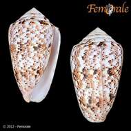 Image of cone snails