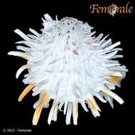 Spondylus zonalis Lamarck 1819 resmi