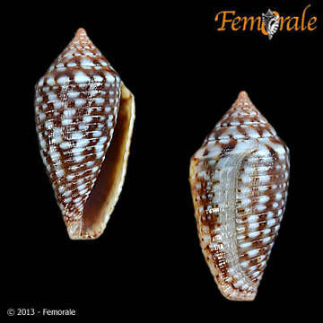 Image of Conasprella allamandi (Petuch 2013)