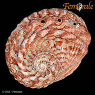 Image of Haliotoidea Rafinesque 1815