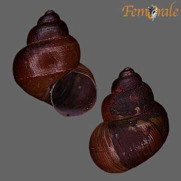 Image of river snails