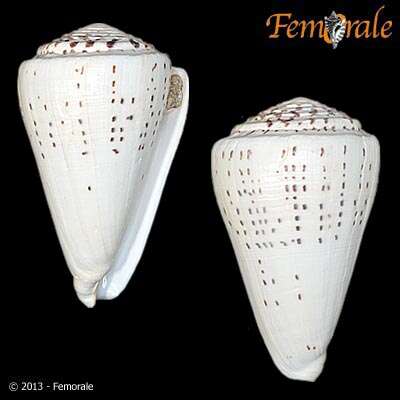 Image of cone snails