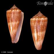 Image of <i>Conus furvus albicans</i> Sowerby 1857