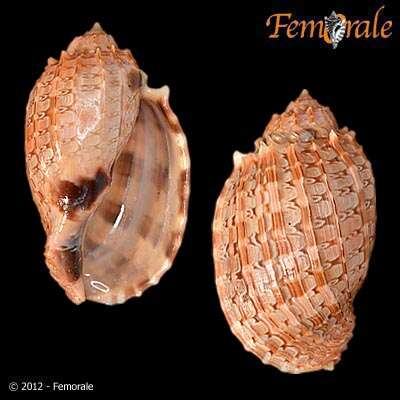 Image of Harp Snails