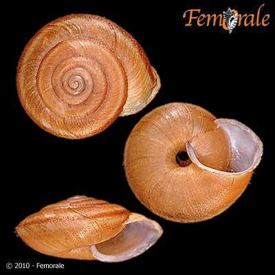 Imagem de Helminthoglyptidae