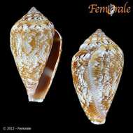 Image of cone snails