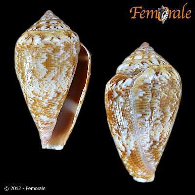 Image of cone snails