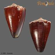 Image de Conus brunneus W. Wood 1828