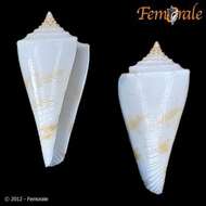 Image of Conasprella Thiele 1929