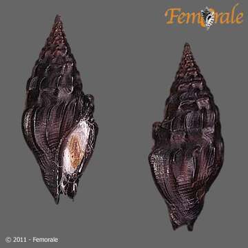 Imagem de Pseudomelatomidae J. P. E. Morrison 1966