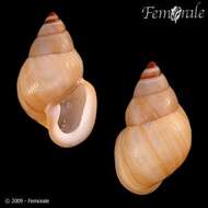 Image of Partula snails