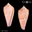 Conus granulatus Linnaeus 1758的圖片