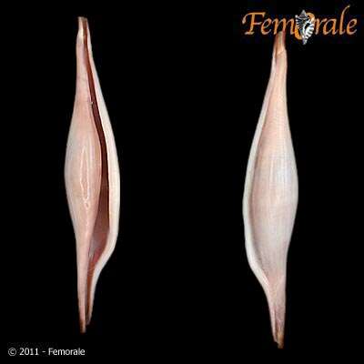 Image of Spindle Cowries