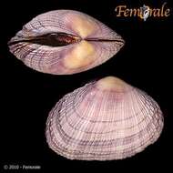 Imagem de Psammobiidae J. Fleming 1828