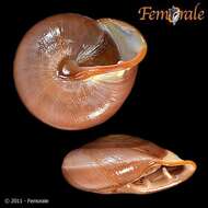 Image of Pleurodontidae