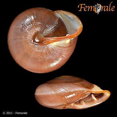 Image of Pleurodontidae